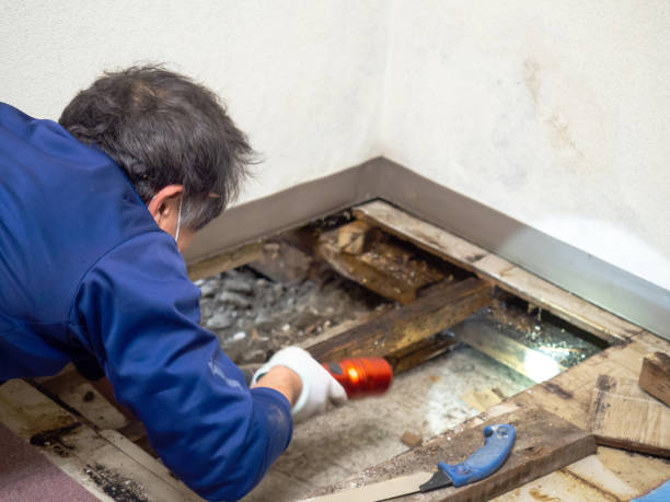 Best Mold Damage Repair  in Three Lakes, WA
