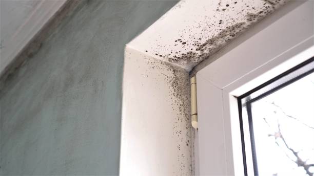 Best Residential Mold Removal  in Three Lakes, WA