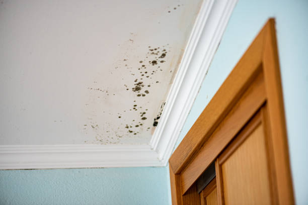 Best Fast Mold Removal  in Three Lakes, WA