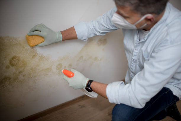 Best Mold Testing  in Three Lakes, WA