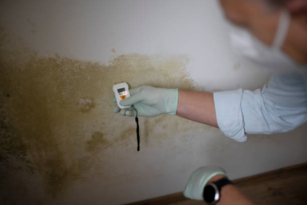 Professional Mold Removal in Three Lakes, WA