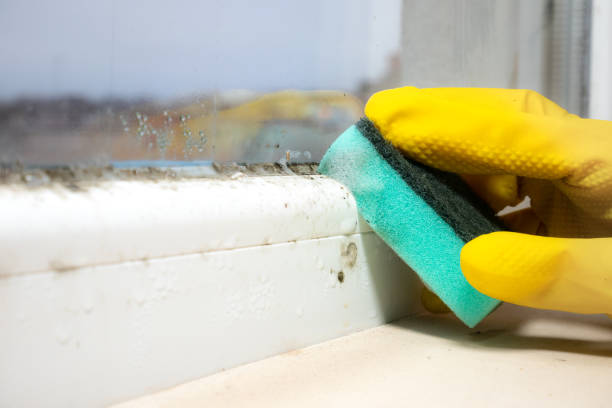 Best Commercial Mold Removal  in Three Lakes, WA