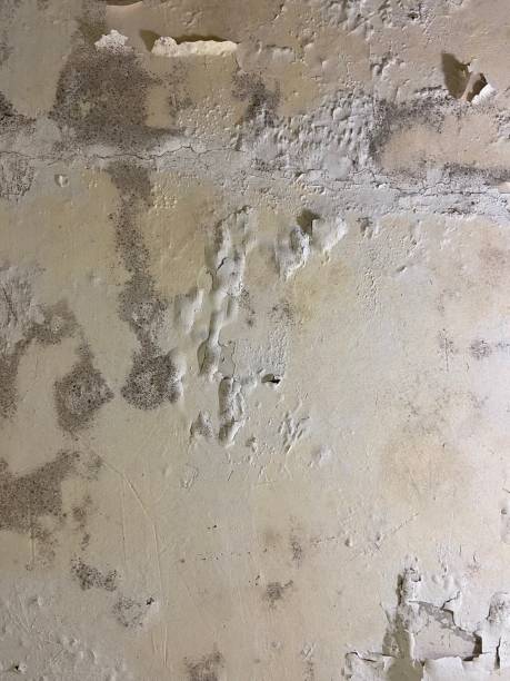 Best Attic Mold Removal  in Three Lakes, WA