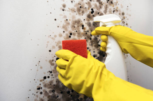 Best Home Mold Removal  in Three Lakes, WA